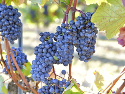 Bild 24 aus  Testhof UaB NÖ