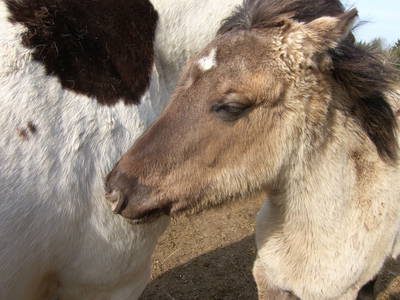 Bild 29 aus  Ferienhof Esterhammer