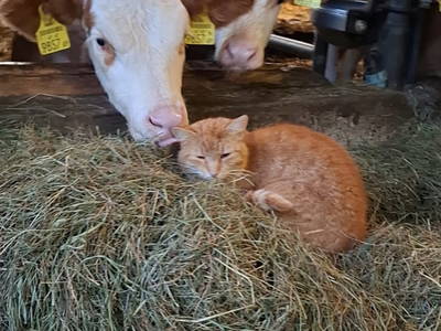 Bild 111 aus  Hüttstädterhof