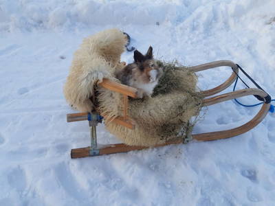 Bild 58 aus  Ferienhaus Althagerhof