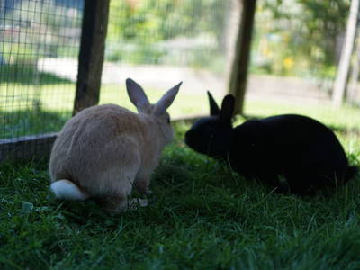 Bild 47 aus  Bauernhof Bertsch