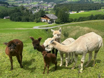 Bild 88 aus  Grillinghof