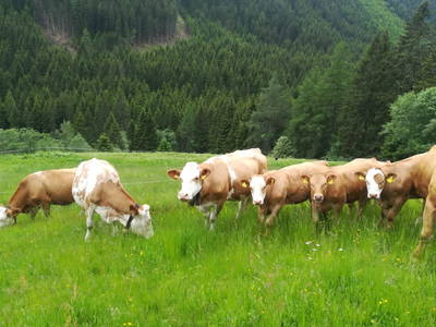 Bild 51 aus  Reiterbauer Chalet