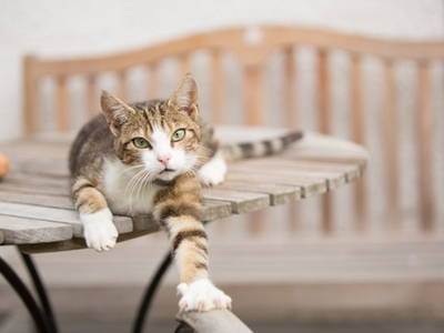 Bild 27 aus  KnallerbsenHof