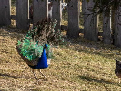 Bild 264 aus  Tritscherhof