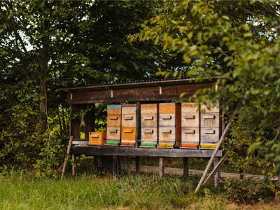 Bild 102 aus  Almenlandhof