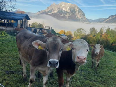 Bild 135 aus  Hüttstädterhof