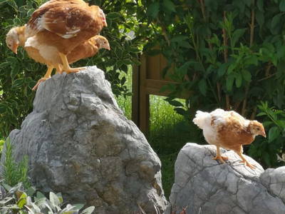 Bild 68 aus  Bruderhof