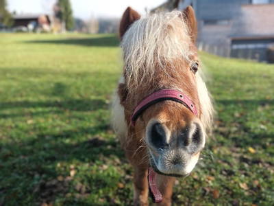Bild 203 aus  Haus Hagspiel