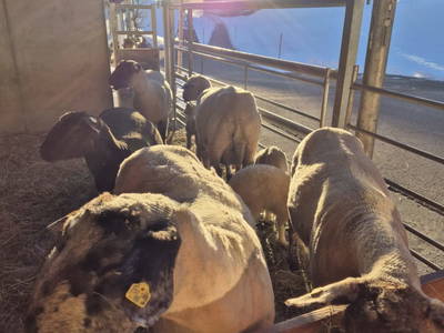 Bild 41 aus  Panoramahof Eggele