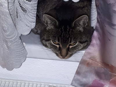 Bild 30 aus  Bunzbauernhof