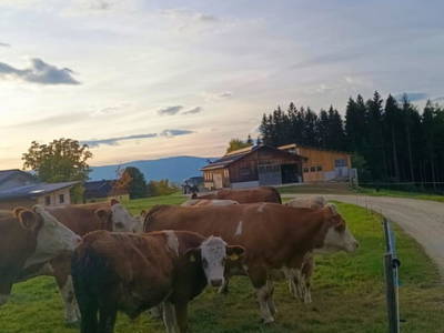 Bild 45 aus  Langhanshütte