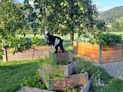 Bild 28 aus  Ferienhof Kandler