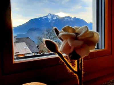Bild 120 aus Archehof Eislbauer