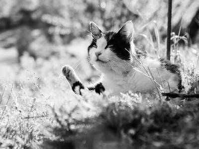 Bild 59 aus  Hofquartier Retzmoar