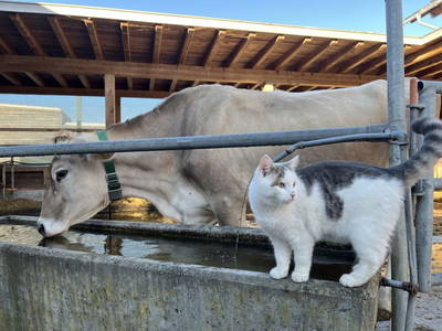 Bild 30 aus  Bio-Gmeinerhof