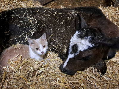 Bild 9 aus  Ferienhof Kandler