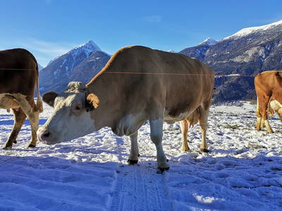 Bild 50 aus  Baby und Kinderbauernhof Happmannhof