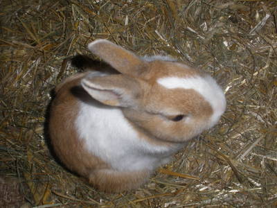 Bild 38 aus  Hoferpeter