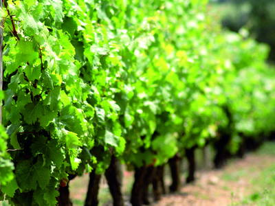 Rebenmeer in Appenhofen