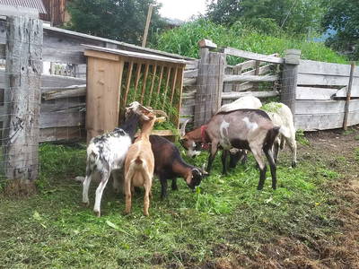 Bild 91 aus  Obersinnlehenhof