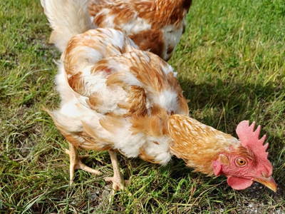 Bild 60 aus  Vorderzettn