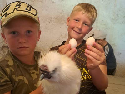 Schönes Erlebnis , Seidenhühner