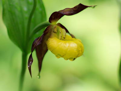 Bild 110 aus  Bammer im Herndlberg