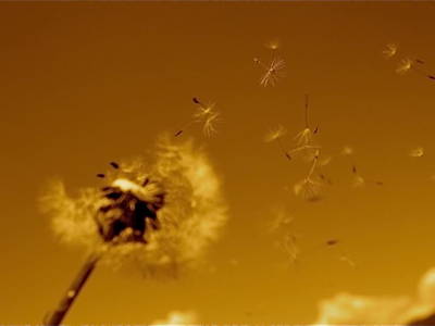 Bild 39 aus  Haus Stillbacher