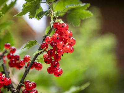 Bild 116 aus  Kesslerhof