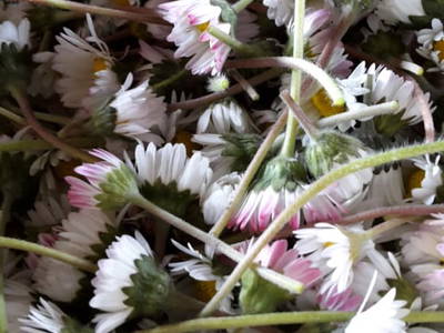 Bild 23 aus  Bio und Bergbauernhof Saller 