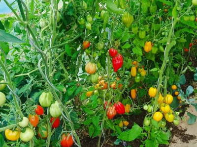 Bild 33 aus  Ferienhaus Weinmeyer 