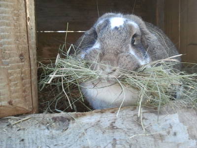 Bild 21 aus  Forstbauer