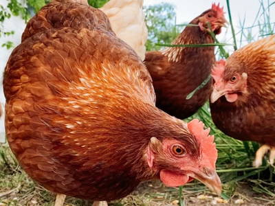 Bild 48 aus  Grainmeister