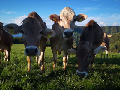 Bild 46 aus  Größingalm