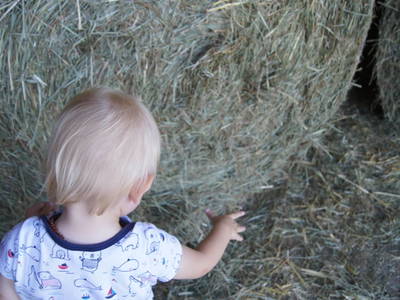 Bild 55 aus  Bauernhof Hofmayer