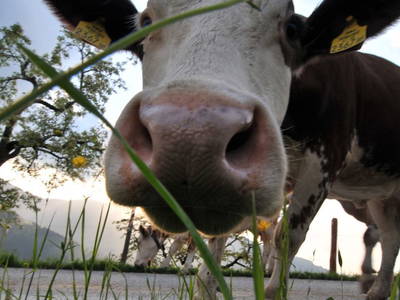 Bild 18 aus  Siedlerhof