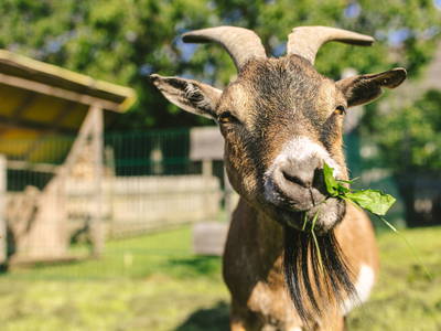 Bild 11 aus  Ferienhof Schwehr
