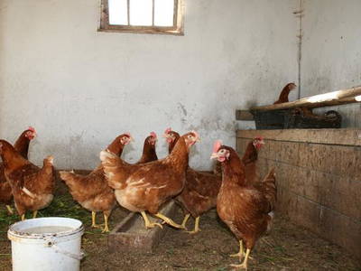 Bild 9 aus  Hübner-Wagner