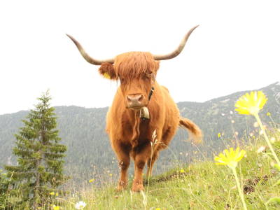 Bild 39 aus  Das Pumphaus