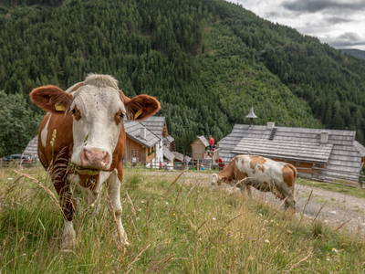 Bild 30 aus  Sandrisser Hütte