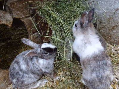 Bild 78 aus  Biobauernhof Thonnerhof