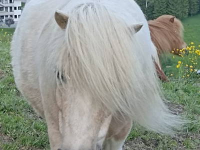 Bild 101 aus  Ascherhof