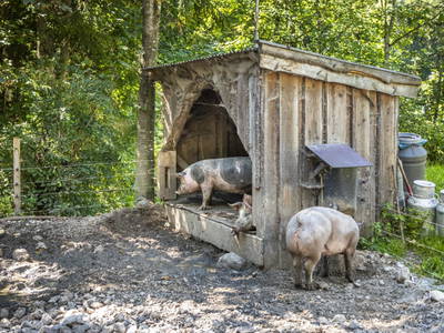 Bild 9 aus  Pochergütl