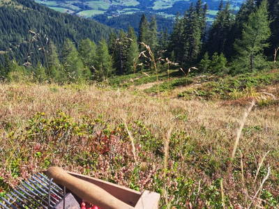 Bild 46 aus  Rotlechner