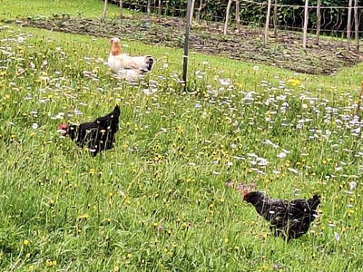 Bild 65 aus  Ferienwohnung Ötscherwiese