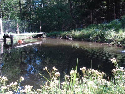 Bild 100 aus  Pieber-Staberhof