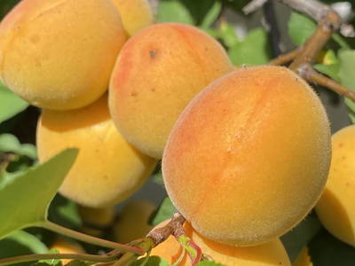 Bild 98 aus  Ederbauer