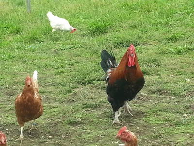 Bild 69 aus  Bauernhaus Gschwandner