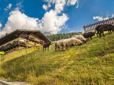 Bild 18 aus  Ferienbauernhof Elmaugut